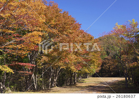 紅葉と青空 紅葉と青空 26180637
