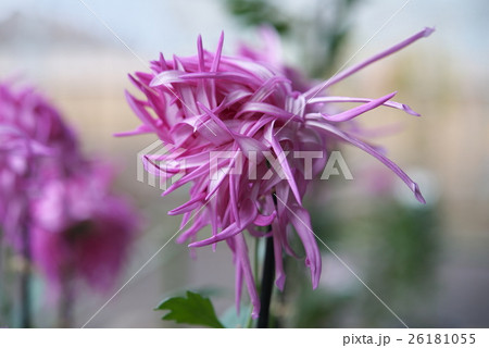 菊3 26181055