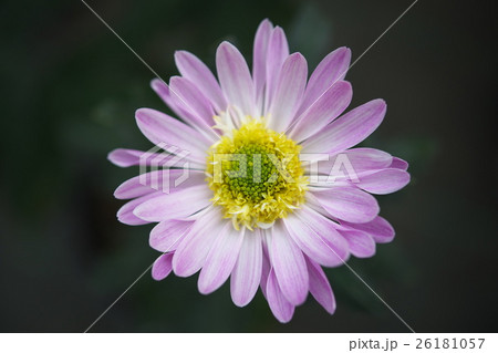 菊5 26181057