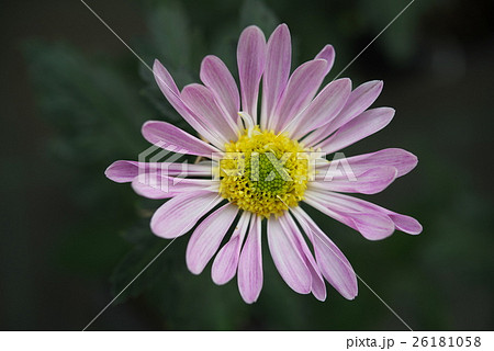 菊6 26181058