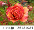 Orange beautiful rose growing in the garden 26181084