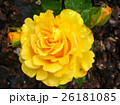 beautiful rose growing in the garden 26181085