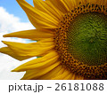 beautiful sunflower with green leaves 26181088