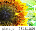 beautiful sunflower with green leaves 26181089