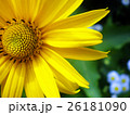 beautiful sunflower with green leaves 26181090