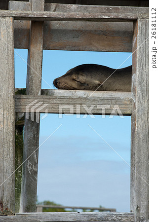 イザベラ島のガラパゴスアザラシ イザベラ島のガラパゴスアザラシ 26181112