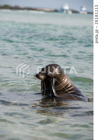 イザベラ島のガラパゴスアザラシ 26181113