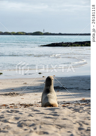 イザベラ島のガラパゴスアザラシ 26181118