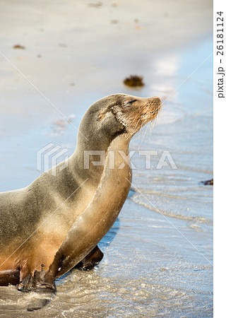 イザベラ島のガラパゴスアザラシの写真素材