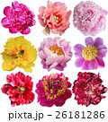 Beautiful peony flowers set over  white background 26181286