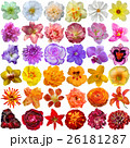 Big Selection of Various Flowers Isolated  26181287