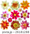 Set of dahlia flower heads isolated  26181288