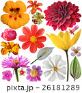 set of summer flowers on a white background 26181289
