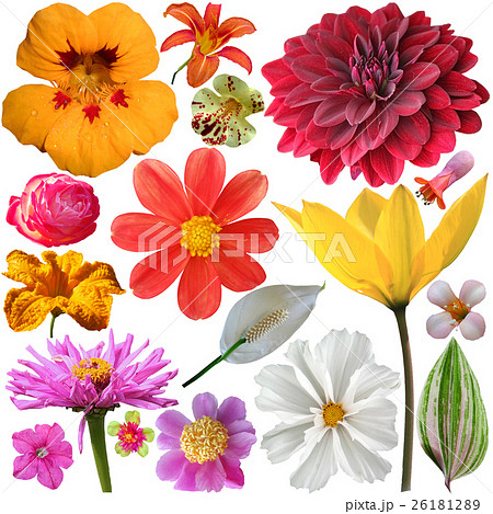 set of summer flowers on a white background set of summer flowers on a white background 26181289