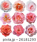 Set of pink roses   26181293