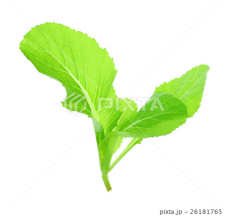 Leaf of choy sum a kind of chinese vegetable  Leaf of choy sum a kind of chinese vegetable  26181765