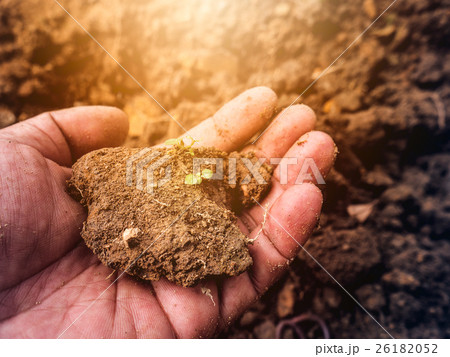 Young plant on pool soil in the human hand holding Young plant on pool soil in the human hand holding 26182052