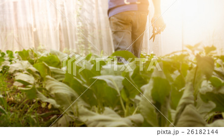 Soft image man harvest organic Chinese kale. Soft image man harvest organic Chinese kale. 26182144
