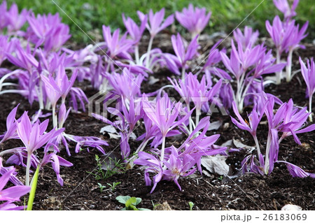 コルチカム コルチカム 26183069