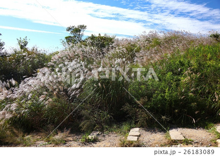 六甲山最高峰931m地点(一等三角点)に広がる秋風そよぐススキの群生 六甲山最高峰931m地点(一等三角点)に広がる秋風そよぐススキの群生 26183089