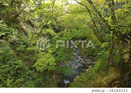 鬼首かんけつ泉・湯滝の湯が流れる沢（宮城県） 26183333