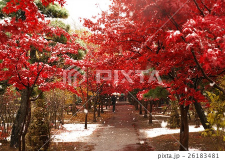 晩秋の平岡樹芸センター 晩秋の平岡樹芸センター 26183481