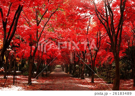 晩秋の平岡樹芸センター 26183489