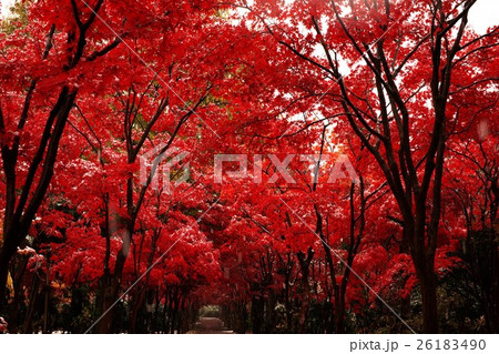 晩秋の平岡樹芸センター 26183490
