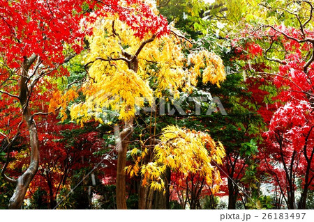 晩秋の平岡樹芸センター 26183497