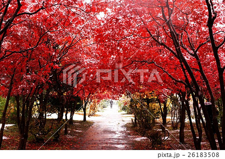 晩秋の平岡樹芸センター 26183508