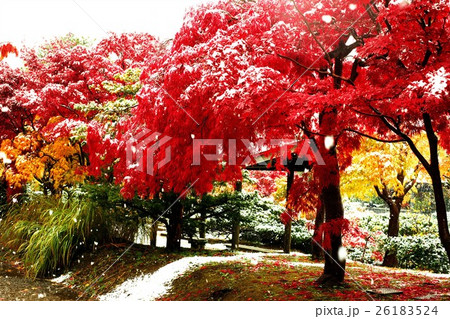 晩秋の平岡樹芸センター 26183524