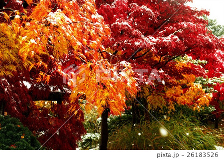 晩秋の平岡樹芸センター 26183526