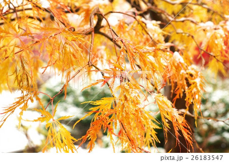 晩秋の平岡樹芸センター 26183547