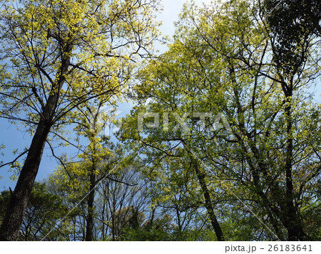 春の緑と青空 春の緑と青空 26183641