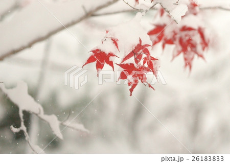 晩秋と新雪のコラボ 晩秋と新雪のコラボ 26183833