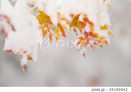晩秋と新雪のコラボ 晩秋と新雪のコラボ 26183842