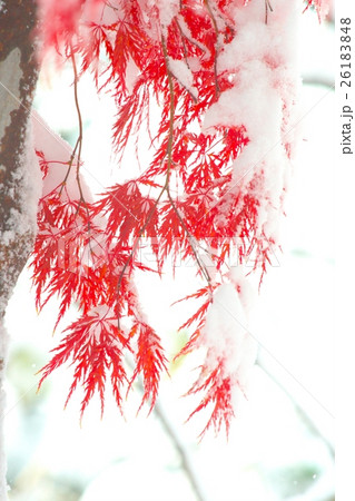 晩秋と新雪のコラボ 晩秋と新雪のコラボ 26183848