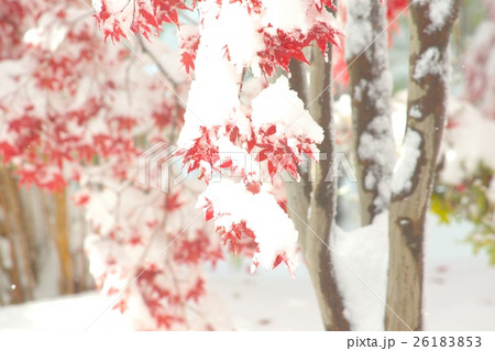晩秋と新雪のコラボ 晩秋と新雪のコラボ 26183853