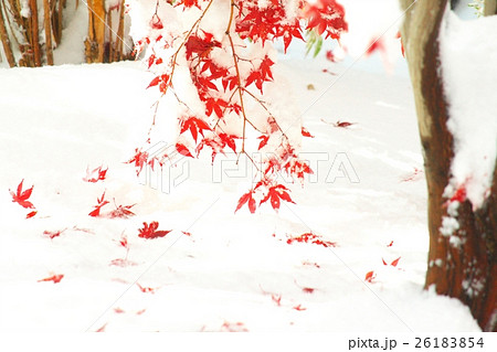 晩秋と新雪のコラボ 晩秋と新雪のコラボ 26183854