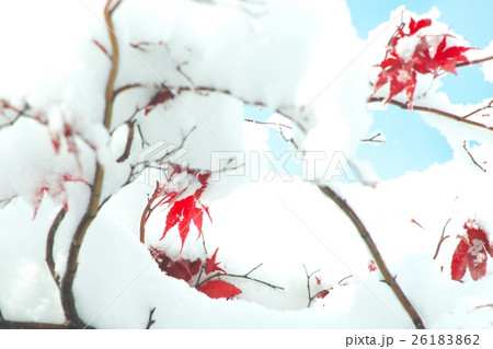 晩秋と新雪のコラボ 晩秋と新雪のコラボ 26183862