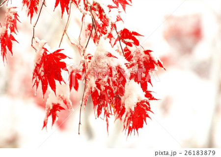 晩秋と新雪のコラボ 晩秋と新雪のコラボ 26183879