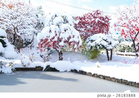 晩秋と新雪のコラボ 26183888