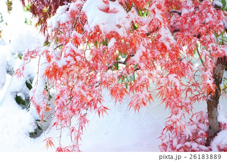 晩秋と新雪のコラボ 26183889