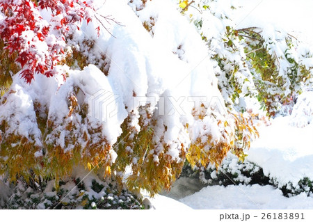 晩秋と新雪のコラボ 晩秋と新雪のコラボ 26183891