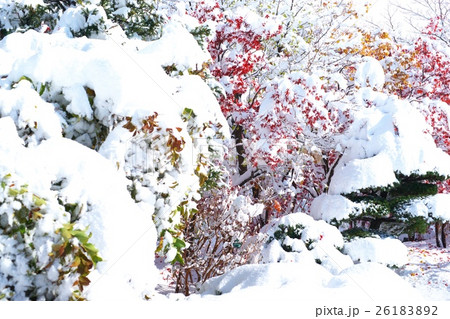 晩秋と新雪のコラボ 晩秋と新雪のコラボ 26183892