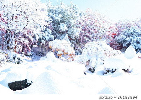 晩秋と新雪のコラボ 26183894