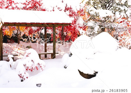 晩秋と新雪のコラボ 26183905