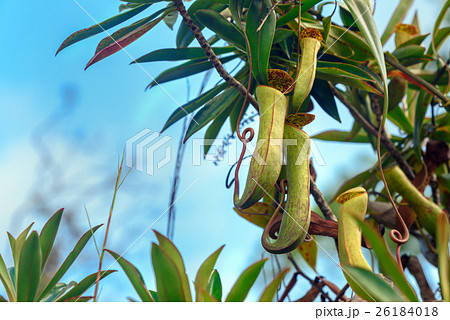 Carnivorous pitcher plant. Nepenthes albomarginata 26184018