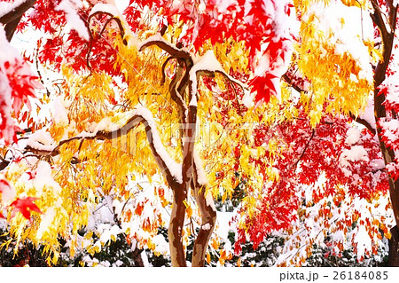 晩秋と新雪のコラボ 26184085