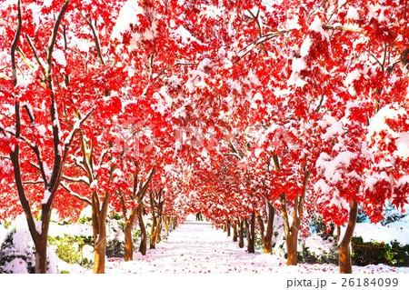 晩秋と新雪のコラボ 26184099